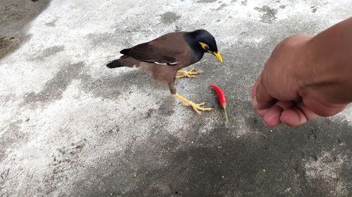 娱乐吃瓜小八哥是谁啊视频,网络红人的崛起之路