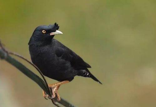 娱乐吃瓜小八哥是谁啊视频,网络红人的崛起之路