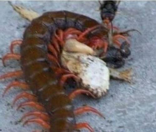 娱乐吃瓜酱的作品鼠体蜈蚣,娱乐吃瓜酱的惊悚奇幻之作